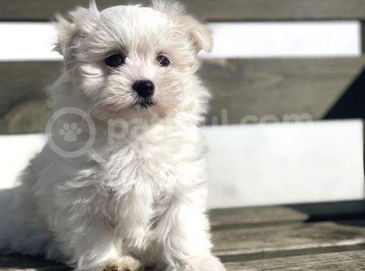 Safkan 0 Numara Maltese Yavrular görsel