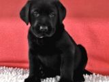 A Kali̇te Di̇şi̇ Erkek Si̇yah Labrador Retriever