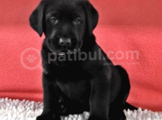 A Kali̇te Di̇şi̇ Erkek Si̇yah Labrador Retriever görsel