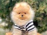 Safkan Pomeranian Boo Yavrularımız