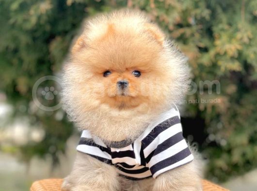 Safkan Pomeranian Boo Yavrularımız