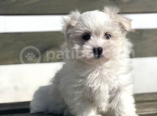 Safkan 0 Numara Maltese Yavrular
