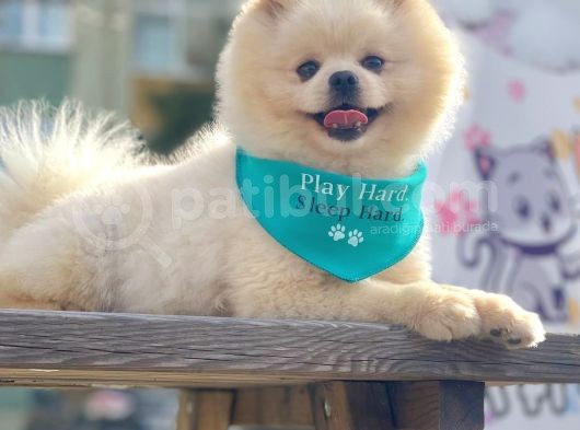 Safkan Pomeranian Boo Yavrularımız görsel