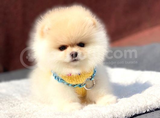 Pomeranian Boo Teddy Face Erkek Yavrumuz