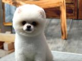 Sağlık Garantili Pomeranian