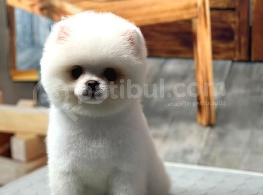 Sağlık Garantili Pomeranian görsel