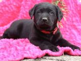 A Kali̇te Di̇şi̇ Erkek Si̇yah Labrador Retriever