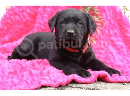 A Kali̇te Di̇şi̇ Erkek Si̇yah Labrador Retriever