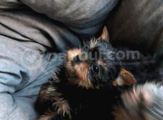Minik Yorkieler görsel