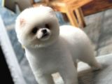 Sağlık Garantili Pomeranian