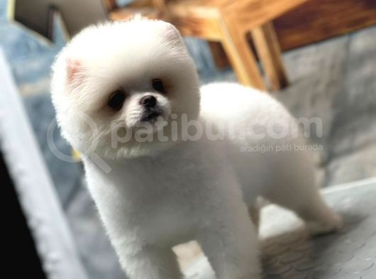 Sağlık Garantili Pomeranian