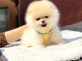 Mini Boy Pomeranian Boo Yavrumuz