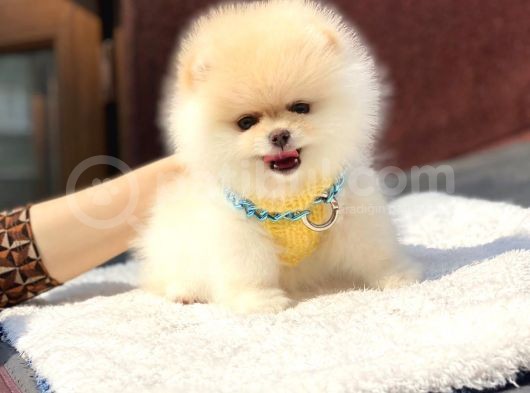 Mini Boy Pomeranian Boo Yavrumuz