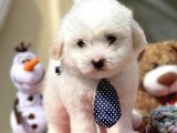 Dünyalar Güzeli Maltese Terrier Yavrumuz