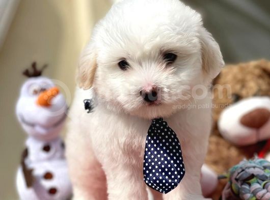 Dünyalar Güzeli Maltese Terrier Yavrumuz