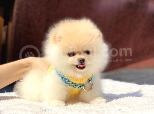 Mini Boy Pomeranian Boo Yavrumuz görsel