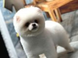 Sağlık Garantili Pomeranian