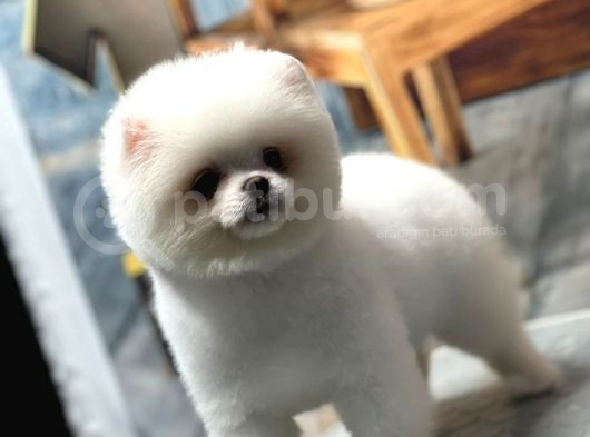 Sağlık Garantili Pomeranian görsel