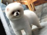 Sağlık Garantili Pomeranian