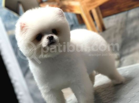 Sağlık Garantili Pomeranian görsel