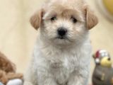 Maltipoo Miini Boy Dişi Erkek Yavrularımız