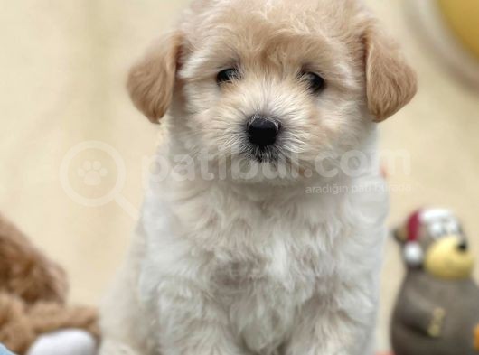 Maltipoo Miini Boy Dişi Erkek Yavrularımız görsel