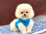 Show Kalite Pomeranian Boo Yavrumuz
