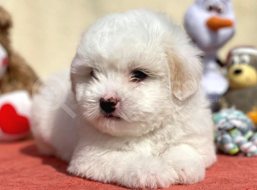 Dünyalar Güzeli Maltese Terrier Yavrumuz görsel
