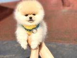 Ayıcık Suratlı Pomeranian Boo Bebekler