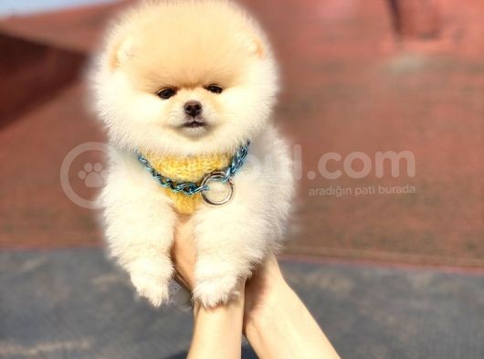 Ayıcık Suratlı Pomeranian Boo Bebekler görsel