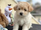 Maltipoo Miini Boy Dişi Erkek Yavrularımız
