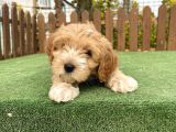 Teacup Maltipoo Yavrular