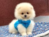 Show Kalite Pomeranian Boo Yavrumuz
