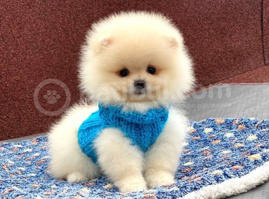 Show Kalite Pomeranian Boo Yavrumuz