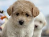 Maltipoo Miini Boy Dişi Erkek Yavrularımız