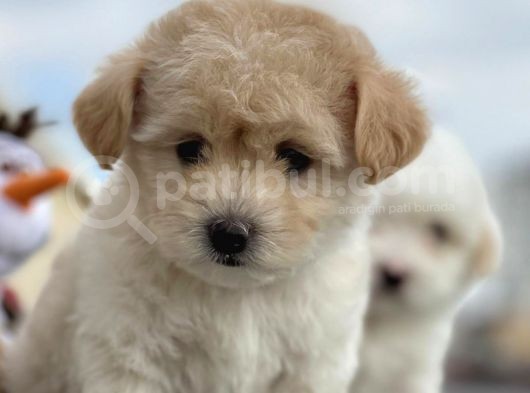 Maltipoo Miini Boy Dişi Erkek Yavrularımız