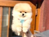 Ayıcık Suratlı Pomeranian Boo Bebekler