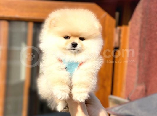 Ayıcık Suratlı Pomeranian Boo Bebekler görsel