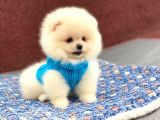Show Kalite Pomeranian Boo Yavrumuz