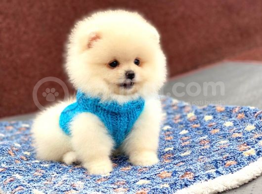 Show Kalite Pomeranian Boo Yavrumuz görsel