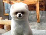Sağlık Garantili Pomeranian