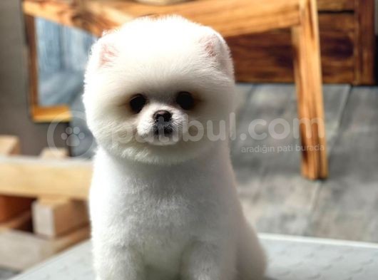 Sağlık Garantili Pomeranian görsel