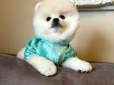 Ayi Surat Pomeranian Boo Yavrular