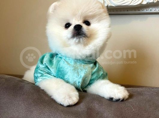 Ayi Surat Pomeranian Boo Yavrular görsel