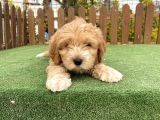 Teacup Maltipoo Yavrular