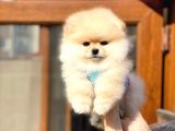 Ayıcık Suratlı Pomeranian Boo Bebekler