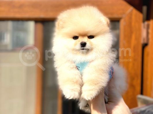 Ayıcık Suratlı Pomeranian Boo Bebekler görsel