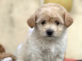 Maltipoo Miini Boy Dişi Erkek Yavrularımız
