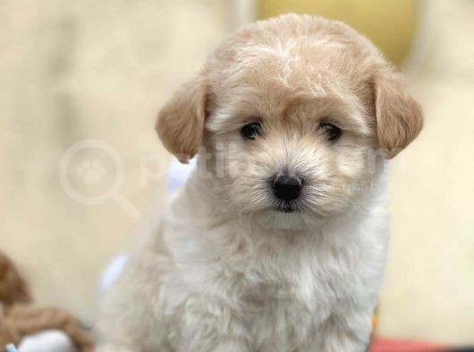 Maltipoo Miini Boy Dişi Erkek Yavrularımız görsel