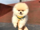 Ayıcık Suratlı Pomeranian Boo Bebekler